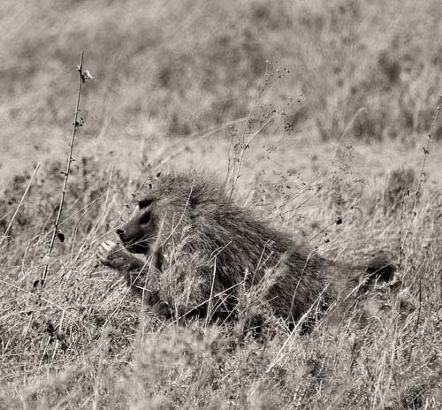 metsaperture Serengeti Babun