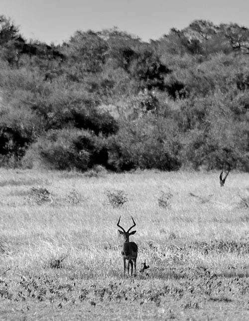metsaperture Serengeti Gazel