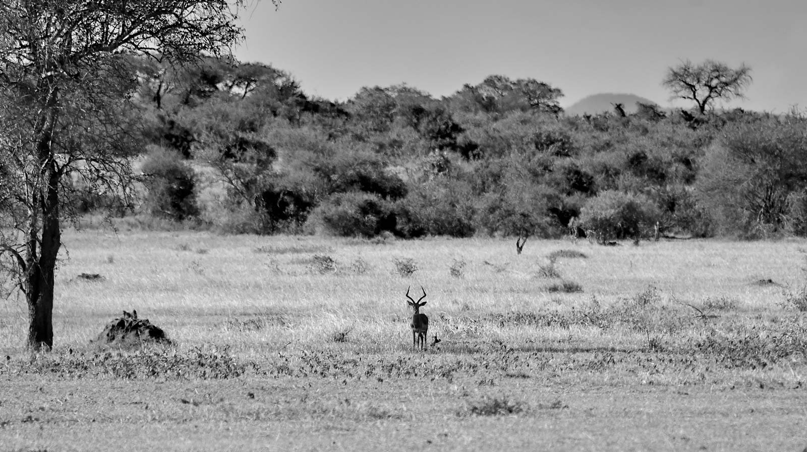 Gazelle Serengeti