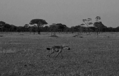 metsaperture Serengeti Çakal