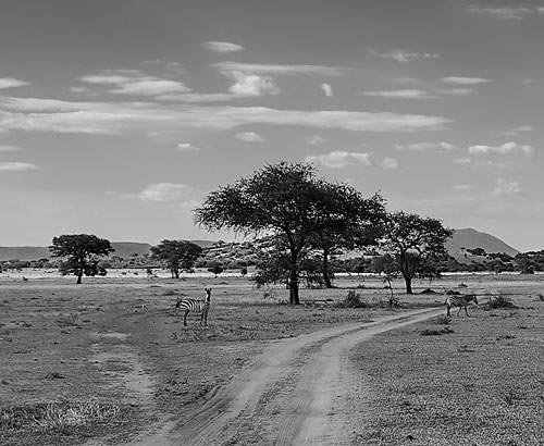metsaperture Serengeti landscape