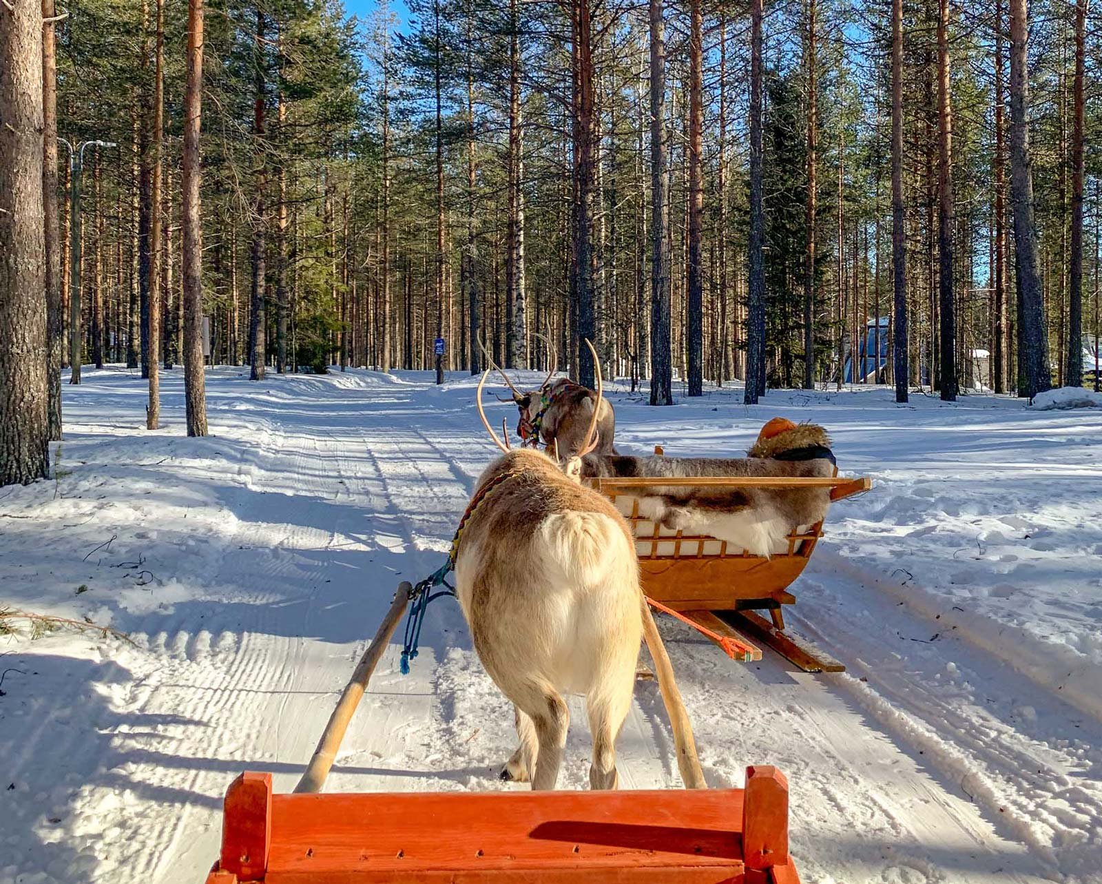 lapland deer sled