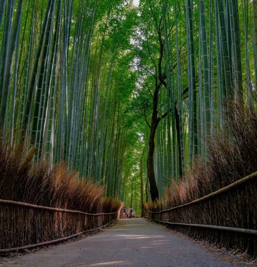 metsaperture arashiyama bamboo forest