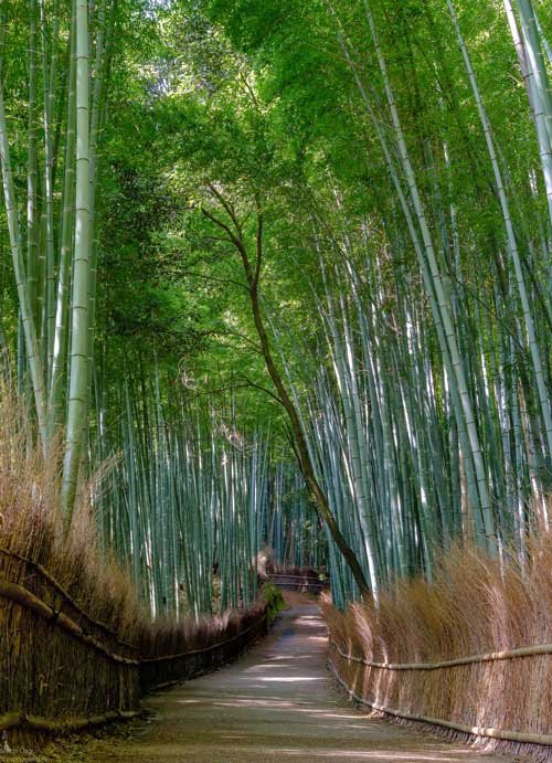 metsaperture arashiyama bamboo forest