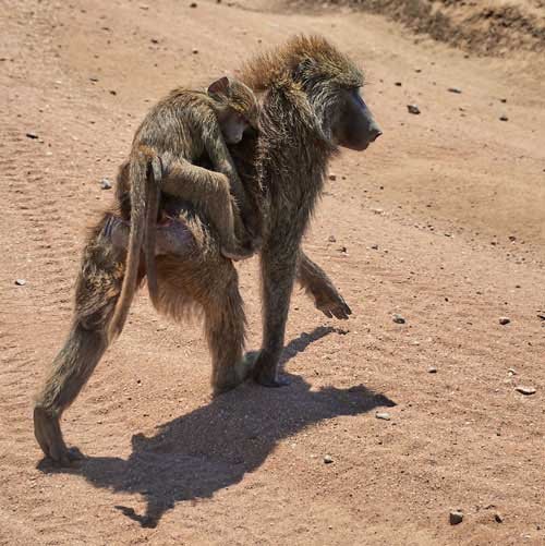 metsaperture baboon