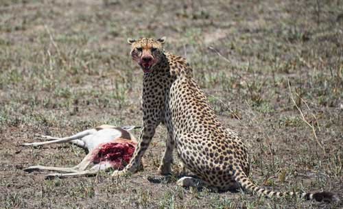 metsaperture cheetah hunt