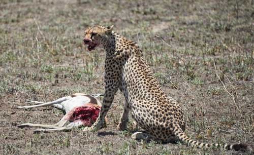 metsaperture cheetah hunt