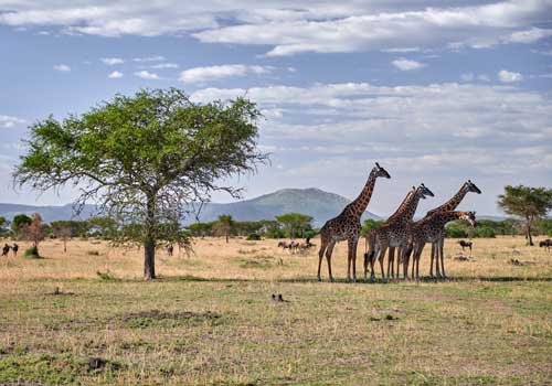 metsaperture giraffe family