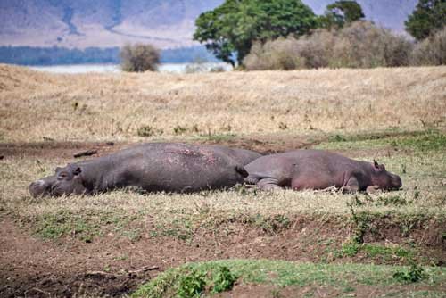 metsaperture hippo family