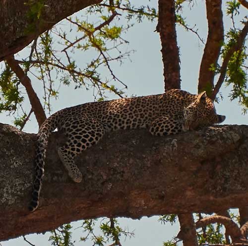 metsaperture leopard