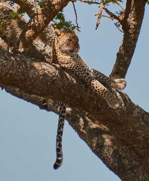 metsaperture leopard