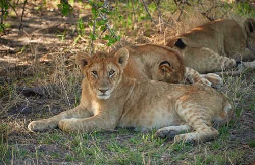metsaperture lion family
