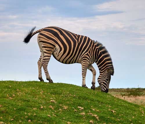 metsaperture zebra