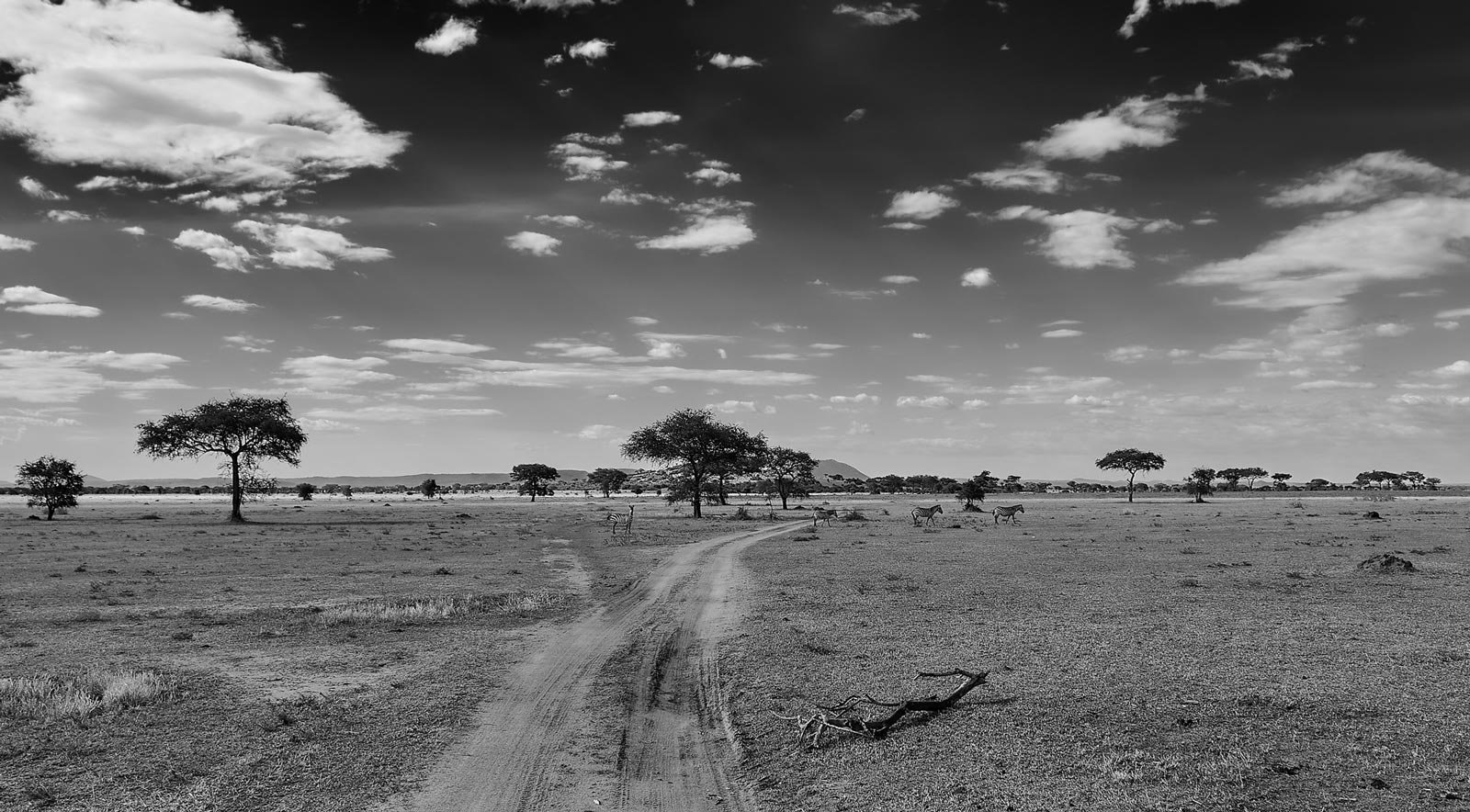 Serengeti Landscape