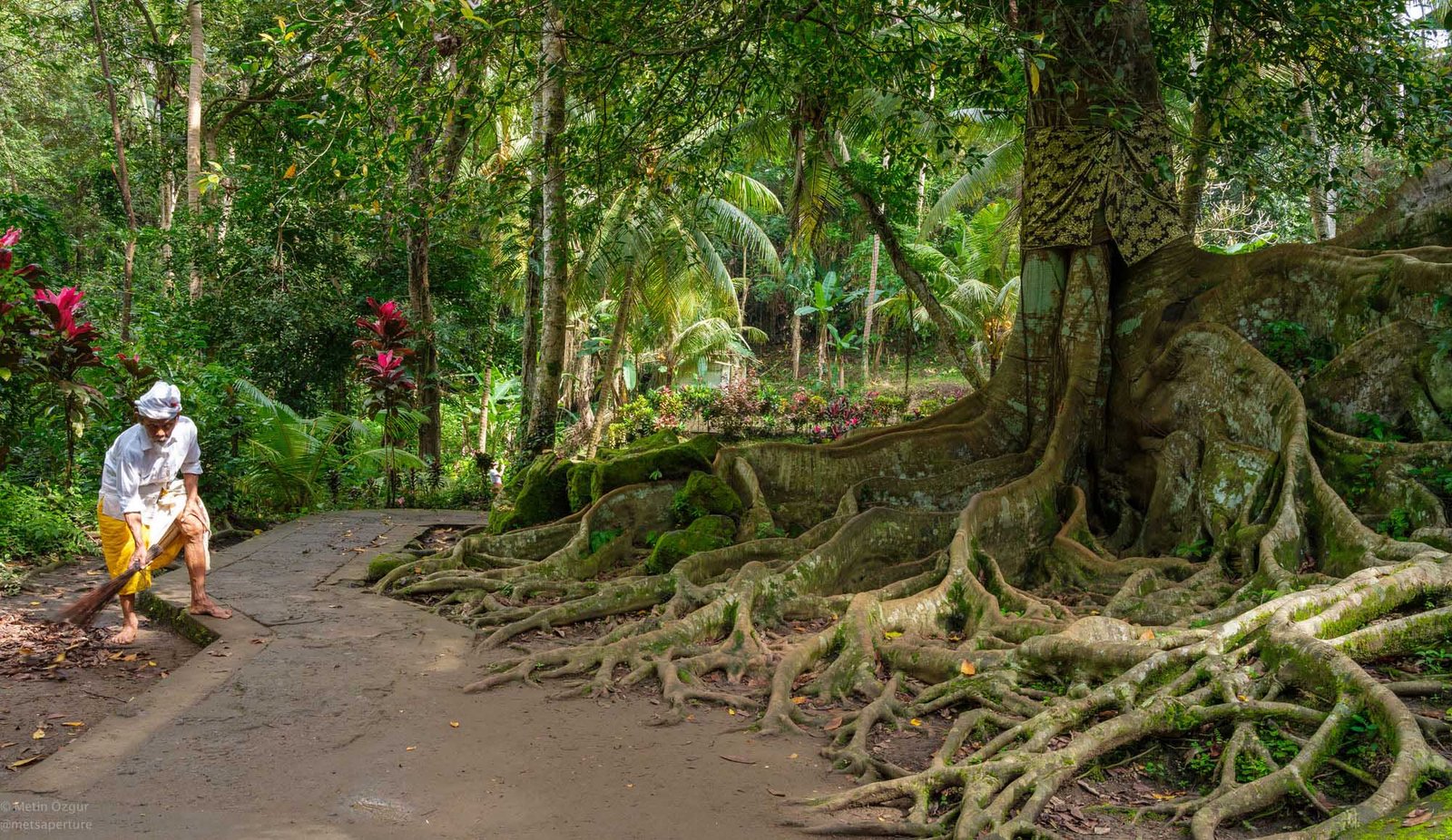 root of an old tree