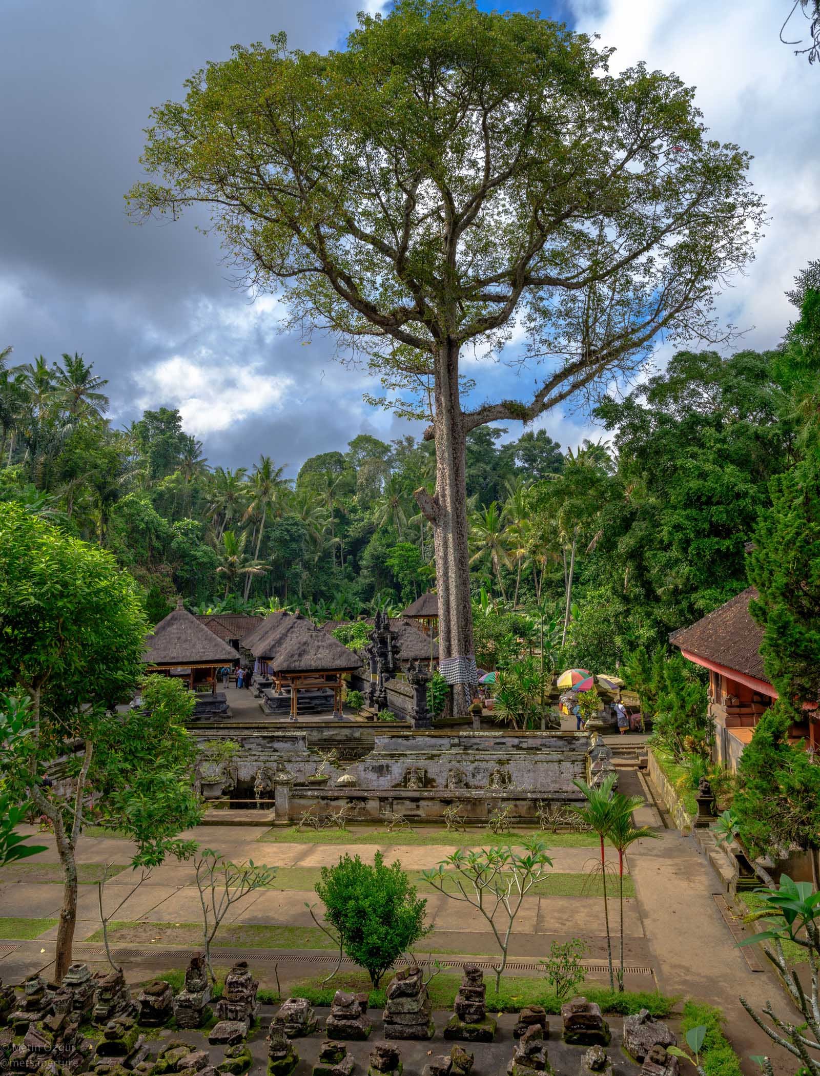 elephant cave tree bali