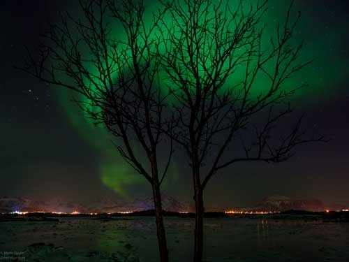 metsaperture aurora borealis lofoten