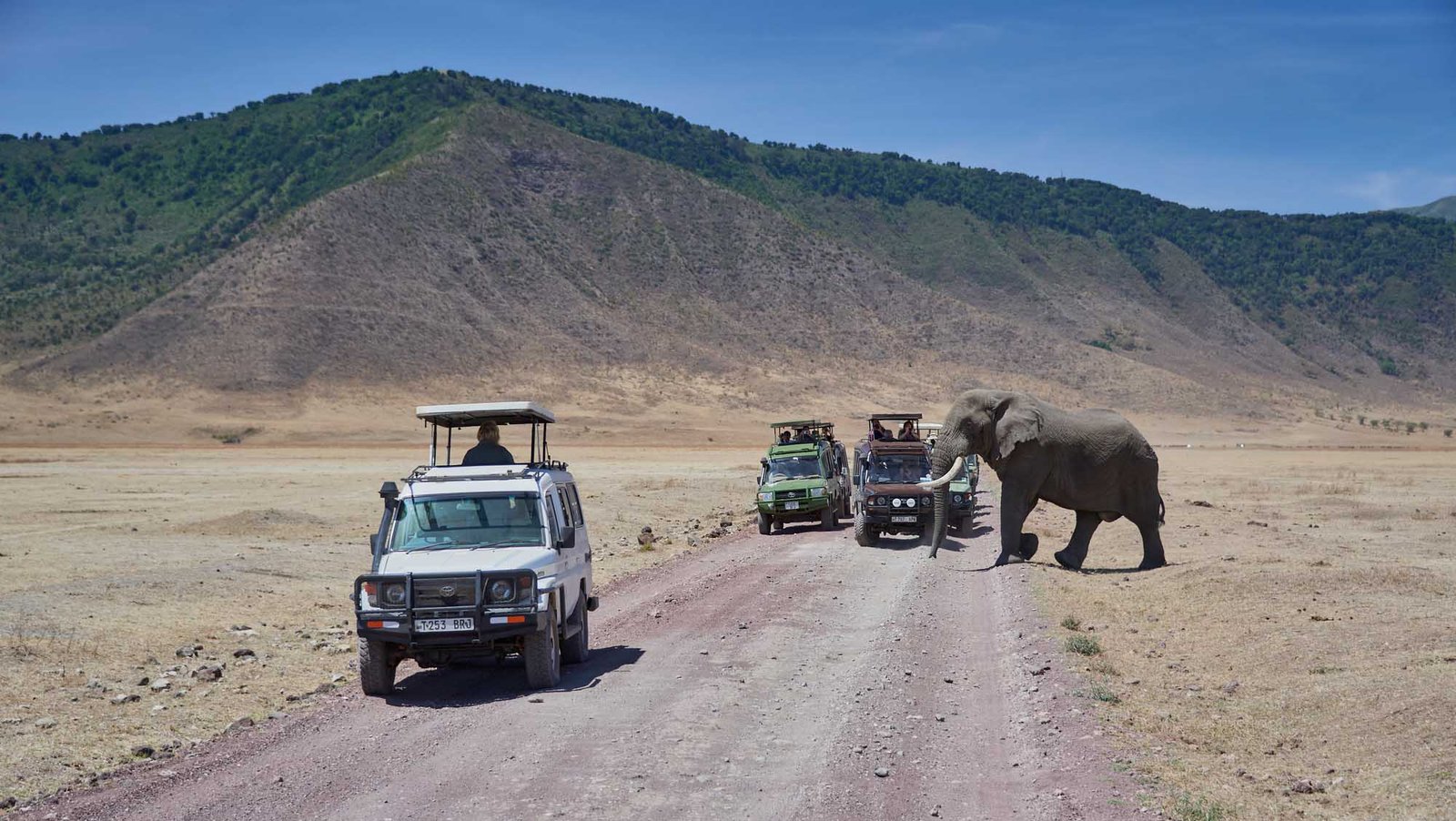 ngorongoro elephant