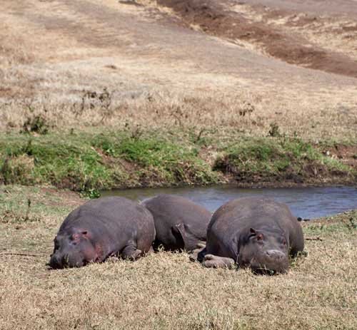 metsaperture serengeti hippo